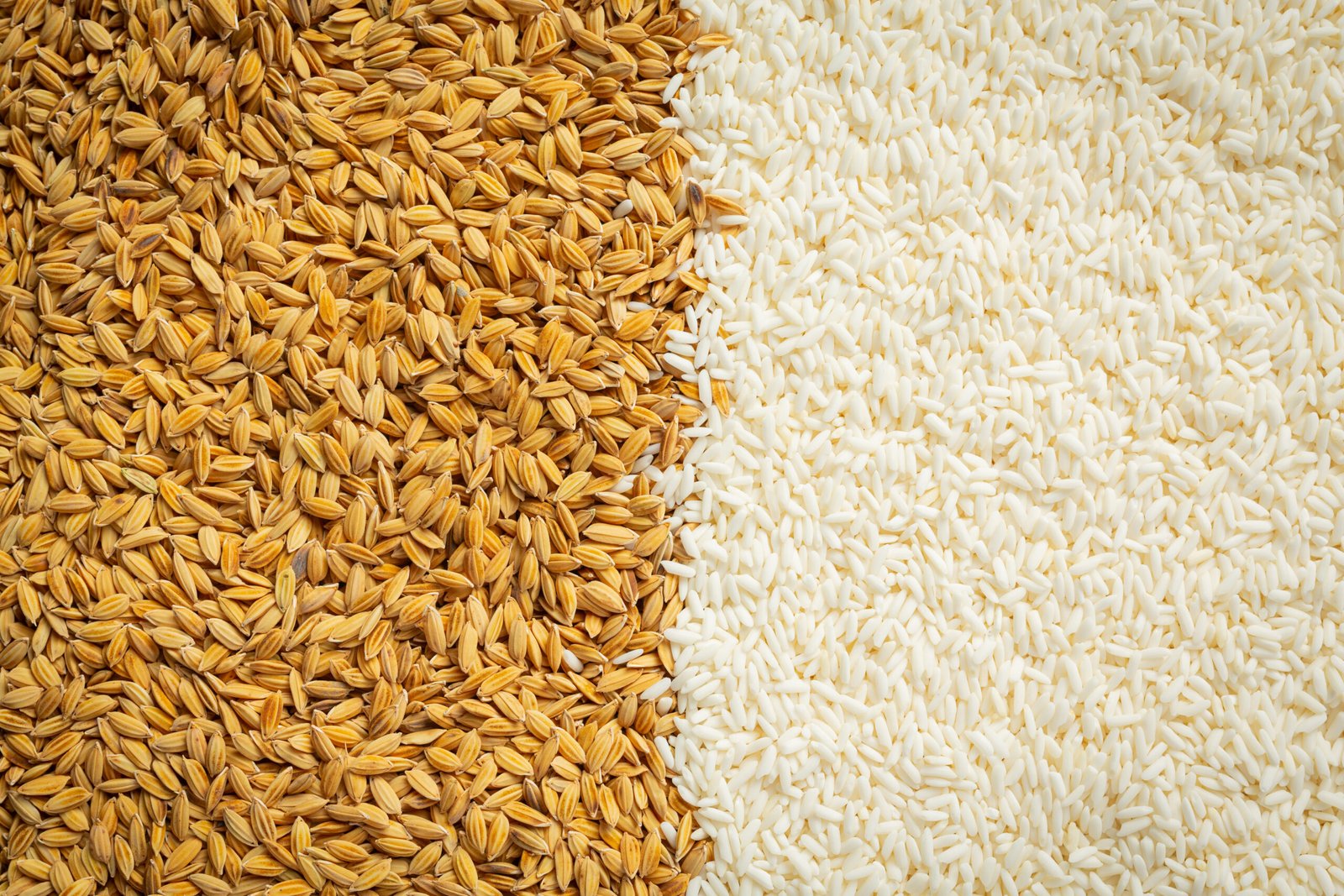 paddy rice and white rice background