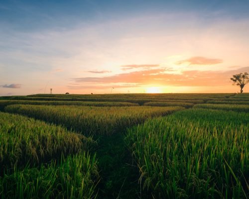 A beautiful view of the green fields at the sunrise captured in Canggu Bali