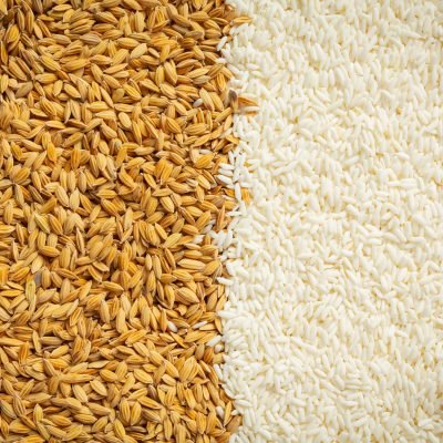 paddy rice and white rice background